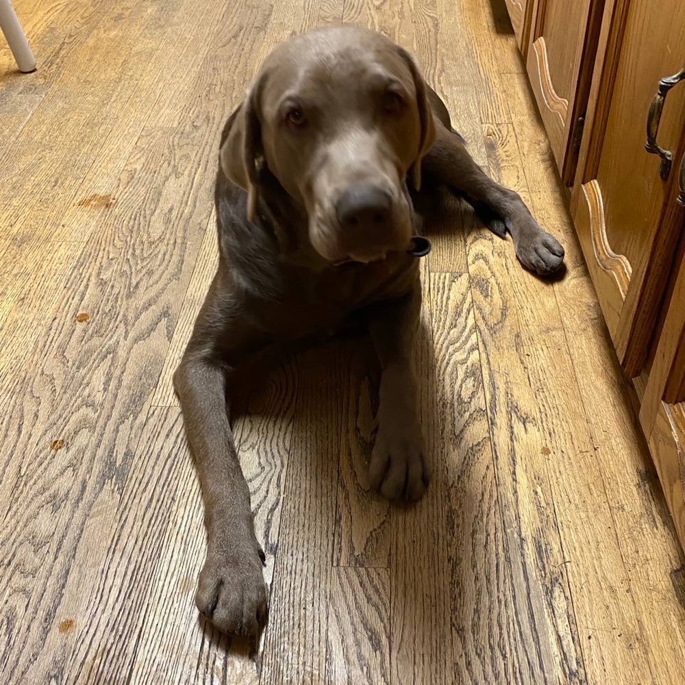 Meet your Posher, Susan